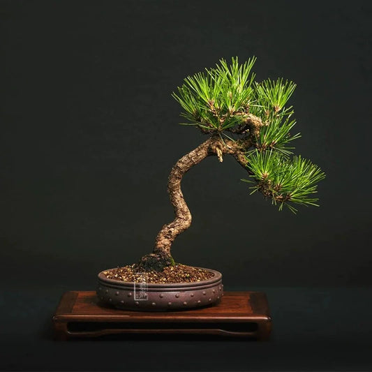 "Bonsai" Pot